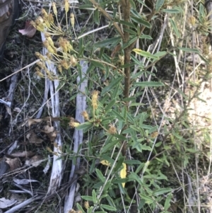 Olearia erubescens at Rendezvous Creek, ACT - 21 Dec 2021