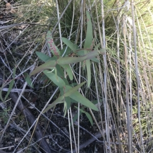 Eucalyptus radiata subsp. robertsonii at Rendezvous Creek, ACT - 21 Dec 2021 01:33 PM