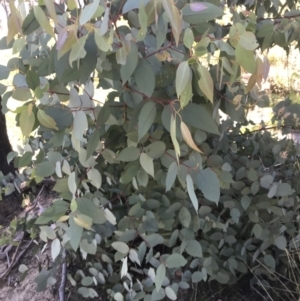 Eucalyptus dalrympleana subsp. dalrympleana at Rendezvous Creek, ACT - 21 Dec 2021 01:34 PM