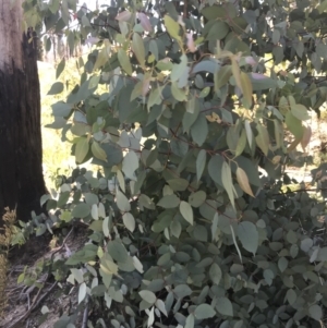 Eucalyptus dalrympleana subsp. dalrympleana at Rendezvous Creek, ACT - 21 Dec 2021