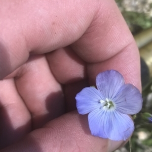 Linum marginale at Rendezvous Creek, ACT - 21 Dec 2021