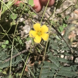 Oxalis perennans at Rendezvous Creek, ACT - 21 Dec 2021