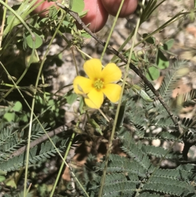 Oxalis perennans (Grassland Wood Sorrel) at Rendezvous Creek, ACT - 21 Dec 2021 by Tapirlord