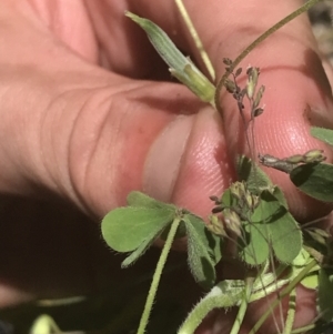 Oxalis perennans at Rendezvous Creek, ACT - 21 Dec 2021