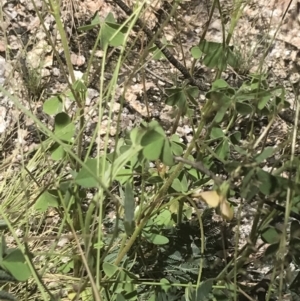 Oxalis perennans at Rendezvous Creek, ACT - 21 Dec 2021