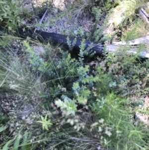 Oxylobium ellipticum at Rendezvous Creek, ACT - 21 Dec 2021