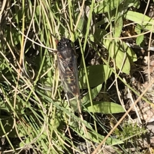 Yoyetta sp. (genus) at Rendezvous Creek, ACT - 21 Dec 2021