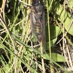 Yoyetta sp. (genus) at Rendezvous Creek, ACT - 21 Dec 2021