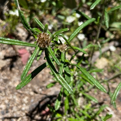 Euchiton involucratus (Star Cudweed) at Tennent, ACT - 20 Dec 2021 by JJJ