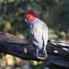 Callocephalon fimbriatum (Gang-gang Cockatoo) at Ainslie, ACT - 23 Dec 2021 by jbromilow50