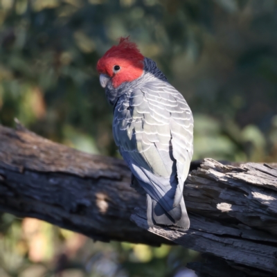 Callocephalon fimbriatum (Gang-gang Cockatoo) at Ainslie, ACT - 23 Dec 2021 by jb2602