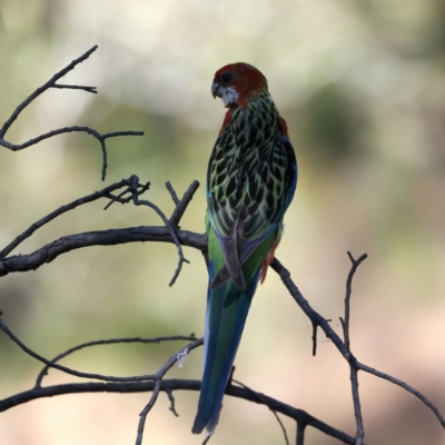 Platycercus eximius (Eastern Rosella) at Ainslie, ACT - 24 Dec 2021 by jb2602