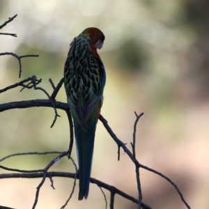 Platycercus eximius at Ainslie, ACT - 24 Dec 2021