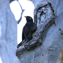 Acridotheres tristis (Common Myna) at Ainslie, ACT - 23 Dec 2021 by jbromilow50