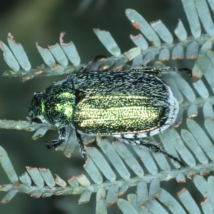 Diphucephala sp. (genus) at Stromlo, ACT - 21 Dec 2021