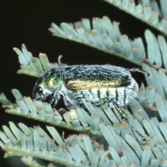 Diphucephala sp. (genus) at Stromlo, ACT - 21 Dec 2021