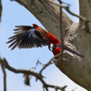 Platycercus elegans at Hume, ACT - 26 Dec 2021