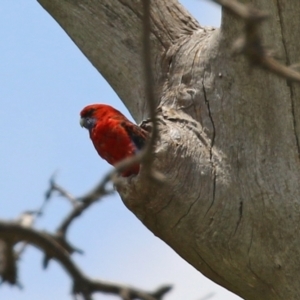 Platycercus elegans at Hume, ACT - 26 Dec 2021