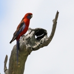 Platycercus elegans at Hume, ACT - 26 Dec 2021