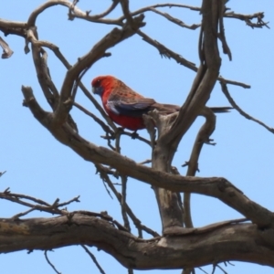 Platycercus elegans at Hume, ACT - 26 Dec 2021