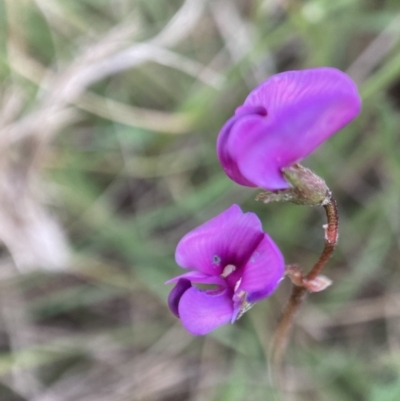 Swainsona sp. at Adaminaby, NSW - 21 Dec 2021 by waltraud