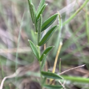 Swainsona sp. at Adaminaby, NSW - 21 Dec 2021