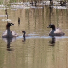 Tachybaptus novaehollandiae (Australasian Grebe) at Hume, ACT - 26 Dec 2021 by RodDeb