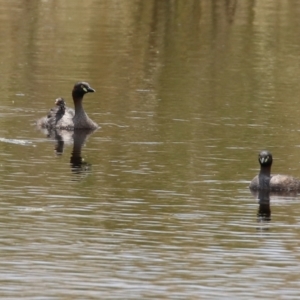 Tachybaptus novaehollandiae at Hume, ACT - 26 Dec 2021