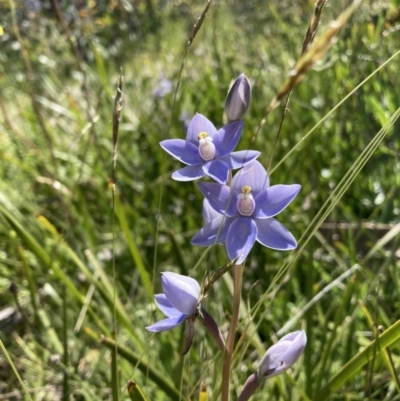 Thelymitra (genus) (sun orchids) at Adaminaby, NSW - 21 Dec 2021 by waltraud