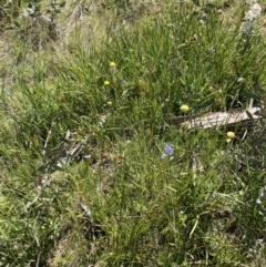 Thelymitra sp. at Adaminaby, NSW - 21 Dec 2021