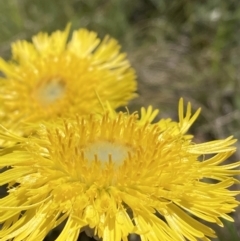 Podolepis jaceoides (Showy Copper-wire Daisy) at Kosciuszko National Park, NSW - 21 Dec 2021 by waltraud