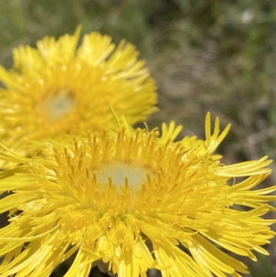 Podolepis jaceoides (Showy Copper-wire Daisy) at Kosciuszko National Park, NSW - 21 Dec 2021 by waltraud