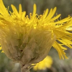 Podolepis jaceoides at Kosciuszko National Park, NSW - 21 Dec 2021 10:57 AM