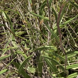 Podolepis jaceoides at Kosciuszko National Park, NSW - 21 Dec 2021 10:57 AM