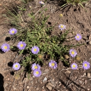 Calotis glandulosa at Kosciuszko National Park, NSW - 21 Dec 2021