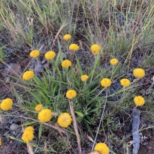 Leptorhynchos squamatus at Adaminaby, NSW - 17 Dec 2021