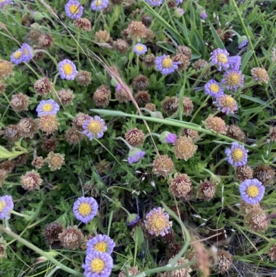 Calotis glandulosa (Mauve Burr-daisy) at Adaminaby, NSW - 17 Dec 2021 by waltraud