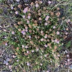 Calotis glandulosa at Adaminaby, NSW - 17 Dec 2021 08:12 PM