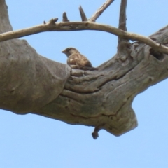 Passer domesticus (House Sparrow) at Hume, ACT - 26 Dec 2021 by RodDeb