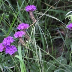 Verbena sp. (Purpletop) at Burragate, NSW - 22 Dec 2021 by KylieWaldon