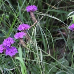 Verbena sp. (Purpletop) at Burragate, NSW - 21 Dec 2021 by KylieWaldon