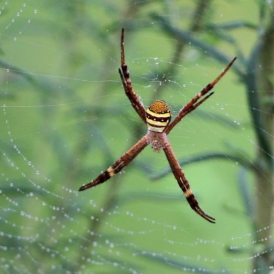 Argiope keyserlingi (St Andrew's Cross Spider) at Burragate, NSW - 22 Dec 2021 by KylieWaldon
