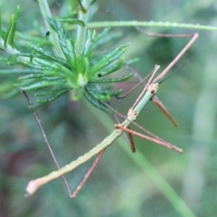 Unidentified Stick insect (Phasmatodea) at Burragate, NSW - 21 Dec 2021 by KylieWaldon