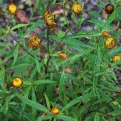 Xerochrysum bracteatum (Golden Everlasting) at Burragate, NSW - 21 Dec 2021 by KylieWaldon