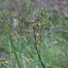 Senecio sp. (A Fireweed) at Burragate, NSW - 21 Dec 2021 by KylieWaldon