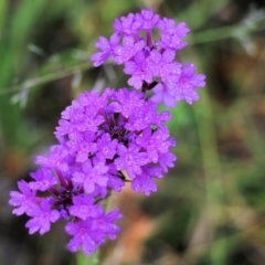 Verbena sp. (Purpletop) at Burragate, NSW - 21 Dec 2021 by KylieWaldon