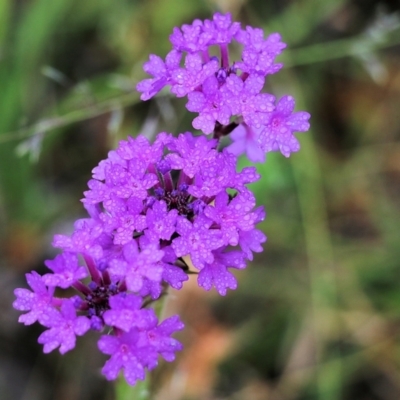 Verbena sp. (Purpletop) at Burragate, NSW - 22 Dec 2021 by KylieWaldon