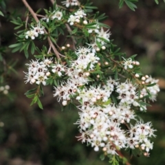 Leptospermum sp. (Tea Tree) at Burragate, NSW - 21 Dec 2021 by KylieWaldon