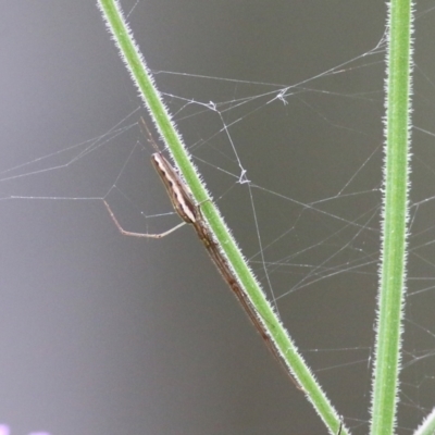 Unidentified Spider (Araneae) at Burragate, NSW - 21 Dec 2021 by KylieWaldon
