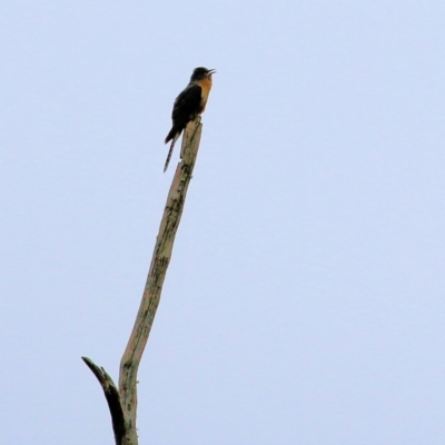 Cacomantis flabelliformis (Fan-tailed Cuckoo) at Burragate, NSW - 21 Dec 2021 by KylieWaldon